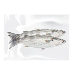 White Label Freshly Frozen Mullet Twin Pack
